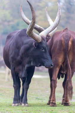 Ankole-Watusi sığırları arasındaki sosyal etkileşim dişiler arasında giderek artıyor.