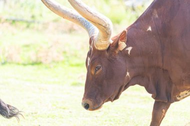  Büyük, dokulu boynuzları olan güçlü Ankole-Watusi boğası doğal, çimenli bir yaşam alanında profilden yürüyor. Afrika yaban hayatının ve biyolojik çeşitliliğin güzel bir görüntüsü.