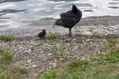 Göl kenarındaki sevimli siyah kuşlar, yaklaşın.