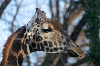 Genç ve güzel bir zürafanın portresi.