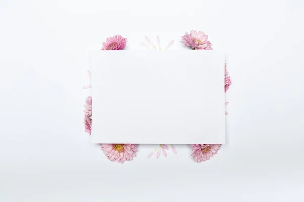 Bloemen Samenstelling Wit Papier Leeg Roze Chrysanten Witte Achtergrond Vlakke — Stockfoto