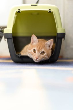 Plastik kutunun içindeki kızıl saçlı tilki kediyle seyahat ediyor.