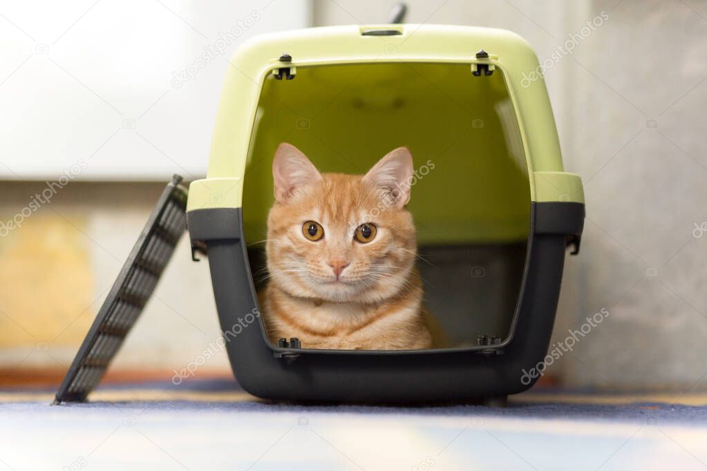 Foxy red-headed cat inside plastic carrier box, travel with cat, cat sits inside pet carrier.
