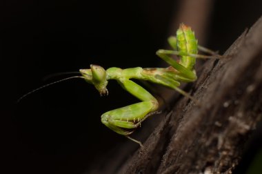 Mantis Çimen Asya Tayland yaşıyor 