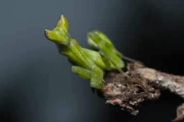 Mantis Çimen Asya Tayland yaşıyor 