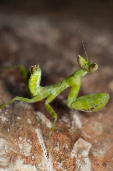 アジア タイで草の上にカマキリが住んでいます。 — ストック写真