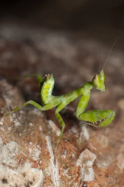 Mantis vive en la hierba en Asia Tailandia —  Fotos de Stock