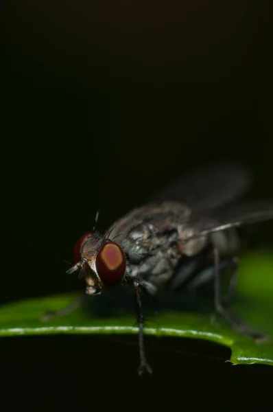 Yeşil yaprak üzerinde böcek anında — Stok fotoğraf