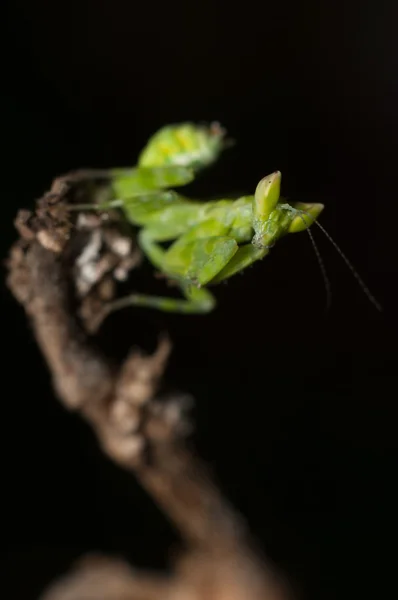 Mantis vit sur l'herbe en Asie Thaïlande — Photo