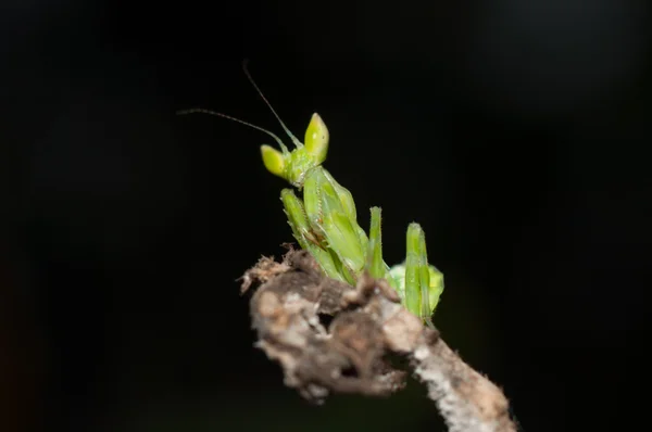Mantis lives on grass in Asia Thailand — Stock Photo, Image