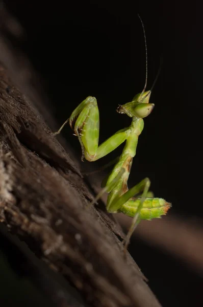 Mantis vive en la hierba en Asia Tailandia —  Fotos de Stock