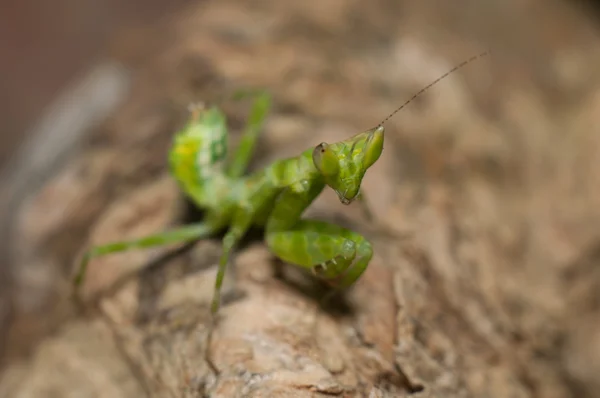 Mantis vit sur l'herbe en Asie Thaïlande — Photo