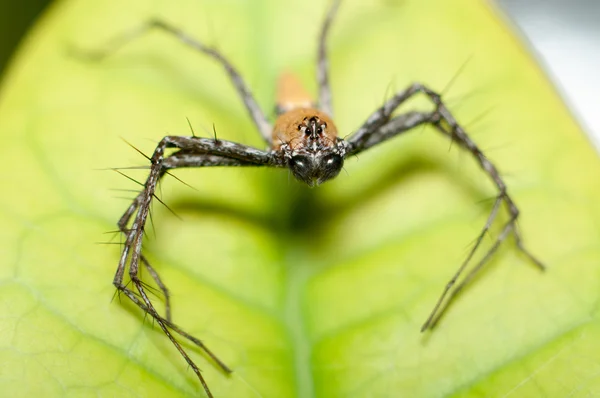 Makro Lynx pavouk na list — Stock fotografie