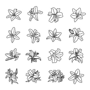 Lily çiçek simgeleri