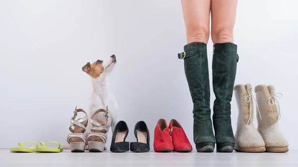 Koncepcja zmiany sezonowych butów. Kobieta przymierza zimowe buty ze swojej kolekcji. Samice stóp z rzędem butów i pies terier Jack Russell — Zdjęcie stockowe