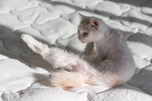 Un chat blanc taillé se trouve sur le lit à la maison. Concept de toilettage pour chats — Photo