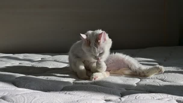 Белая кошка лежит на кровати и облизывает себя, соблюдая гигиену. — стоковое видео