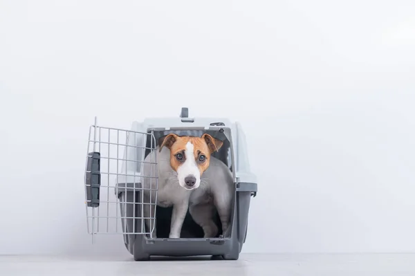 Obediente Jack Russell Terrier dentro de la caja para un transporte seguro — Foto de Stock
