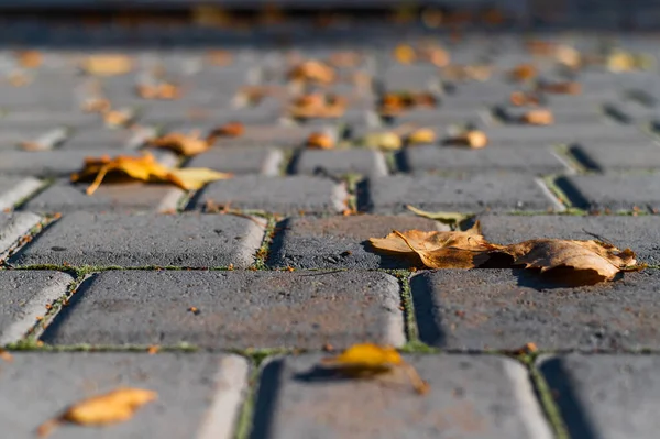 Fallen leaves on paving slabs in autumn