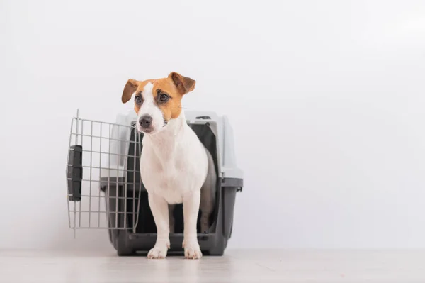 Perro jack russell terrier dentro de una caja de transporte de viajes para animales — Foto de Stock