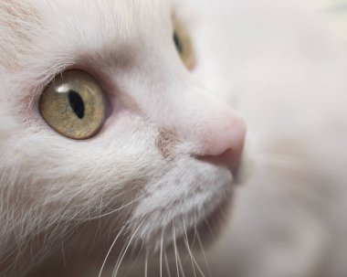Beyaz bir kedinin yüzüne yakın çekim