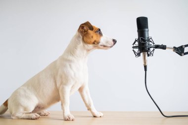 Beyaz arka planda Jack Russell Terrier köpeği ve profesyonel mikrofon.