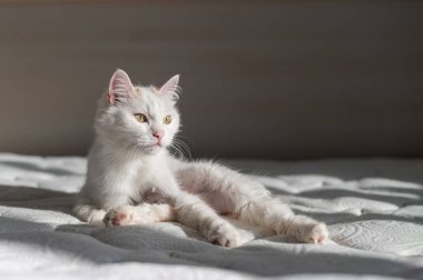 Kesilmiş beyaz bir kedi evdeki yatakta uzanıyor. Kediler için tımar konsepti