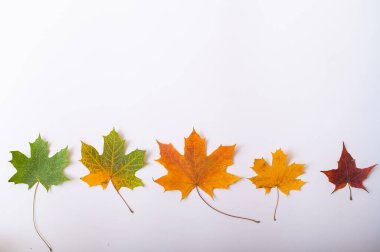 Akçaağaç yaprakları yeşilden sarıya doğru kayar. Değişen mevsimlerin konsepti