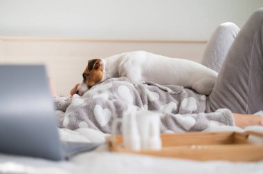 Üzgün köpek ev sahibesinin karnında yatıyor. Soğuk algınlığı olan bir kadın, evcil hayvanıyla yatakta yatıyor.