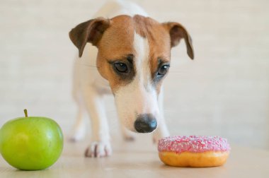 Jack Russell Terrier ne yiyeceğine karar verir. Donut ve yeşil elma. Köpeğin yemek alışkanlıkları.