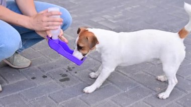 Köpek ev sahibiyle yürürken taşınabilir bir su şişesinden su içer.