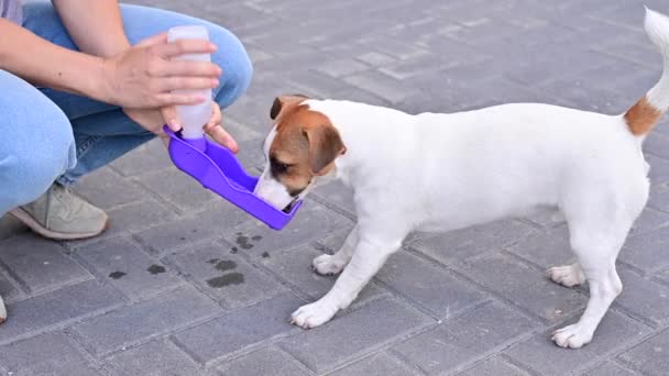 Le chien boit dans une bouteille d'eau pour animaux de compagnie portable tout en marchant avec le propriétaire — Video