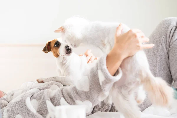 En kvinna ligger i sängen med en katt och en hund — Stockfoto