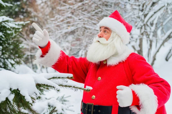 Surpris Père Noël marche à travers une forêt de conifères enneigée au pôle Nord en Laponie. Joyeux Noël. Carte postale. — Photo