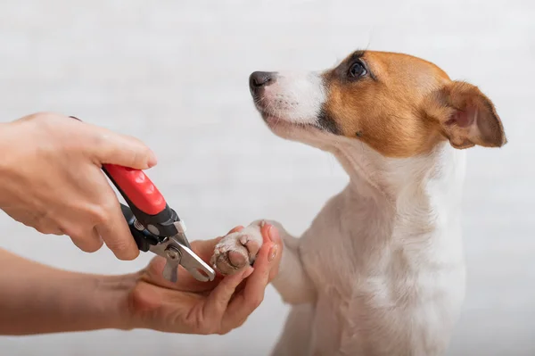 A woman cuts her claws on a Jack Russell Terrier. Frightened dog in grooming procedure — Stock Photo, Image