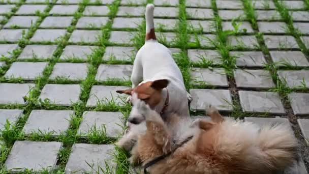 Aktywne psy walczą na zewnątrz. Jack Russell Terrier i niemiecki Spitz gryzą. Dzikie gry dwóch psów ozdobnych w parku na kostki brukowej z dołkami trawy. — Wideo stockowe