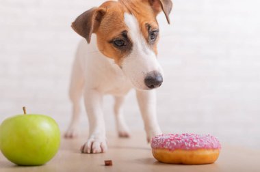 Jack Russell Terrier ne yiyeceğine karar verir. Donut ve yeşil elma. Köpeğin yemek alışkanlıkları.