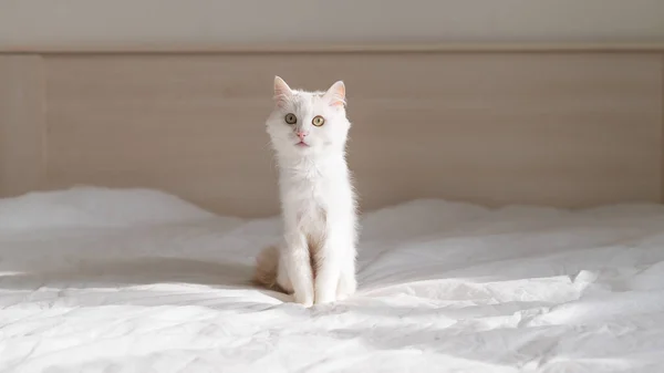 Chat moelleux blanc assis sur le lit — Photo
