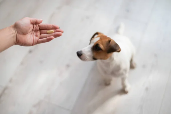 Kvinnelig veterinær som gir piller til Jack Russell Terrier hund – stockfoto