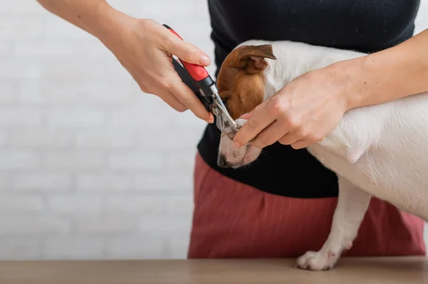 Bir kadın Jack Russell Terrier ile pençelerini kesiyor. Ürkmüş köpek tımarlama prosedüründe — Stok fotoğraf
