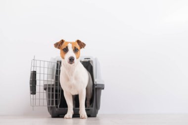 Köpek Jack Russell Terrier, hayvanlar için bir seyahat kutusunun içinde.