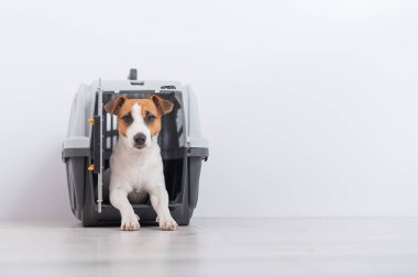 Köpek Jack Russell Terrier, hayvanlar için bir seyahat kutusunun içinde.