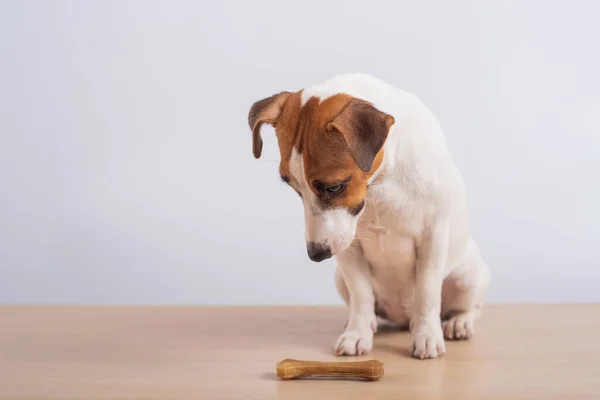 En liten hund som ser på et bein på hvit bakgrunn. Kopirom – stockfoto