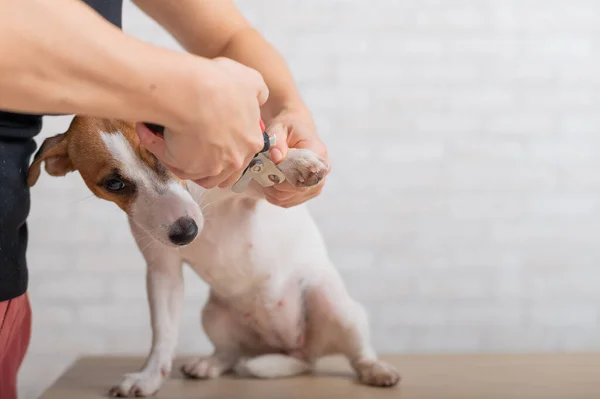 Una mujer le corta las garras a un Jack Russell Terrier. Asustado perro en aseo procedimiento — Foto de Stock