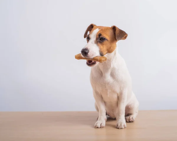 Perro pequeño sosteniendo un hueso en su boca sobre un fondo blanco. Copiar espacio — Foto de Stock