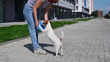 Kadın dışarıda Jack Russell Terrier oynuyor. Sahibi ile yürüyüşe çıkan eğlenceli bir köpek.