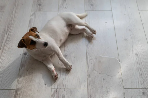 Guilty dog Jack Russell Terrier pissed puddle on the wooden floor – stockfoto