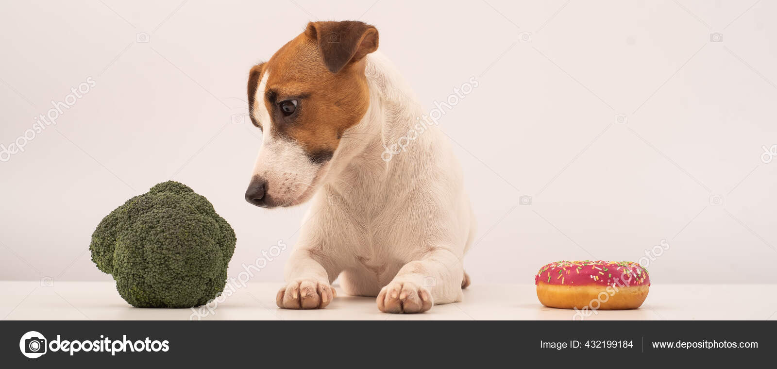 Dog jack russell terrier food choice. Food habits. Wide screen Stock Photo by ©insidestudio