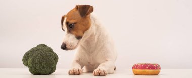 Köpek Jack Russell Terrier yiyecek seçimi. Yemek alışkanlıkları. Geniş ekran
