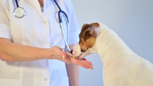 Kvinnlig läkare ger Jack Russell Terrier en tablett. Hunden äter vitaminer ur händerna på veterinären — Stockvideo